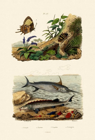 Sturgeon by French School